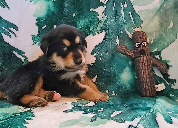 chinook puppy